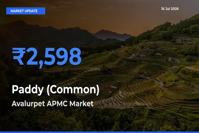 Avalurpet APMC Tops Paddy (Common) Mandi Rates Today