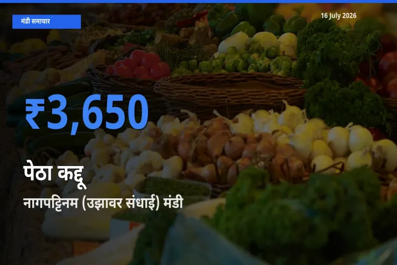 16 July अपडेट: पेठा कद्दू के सबसे ऊँचे दाम नागपट्टिनम (उझावर संधाई) मंडी में