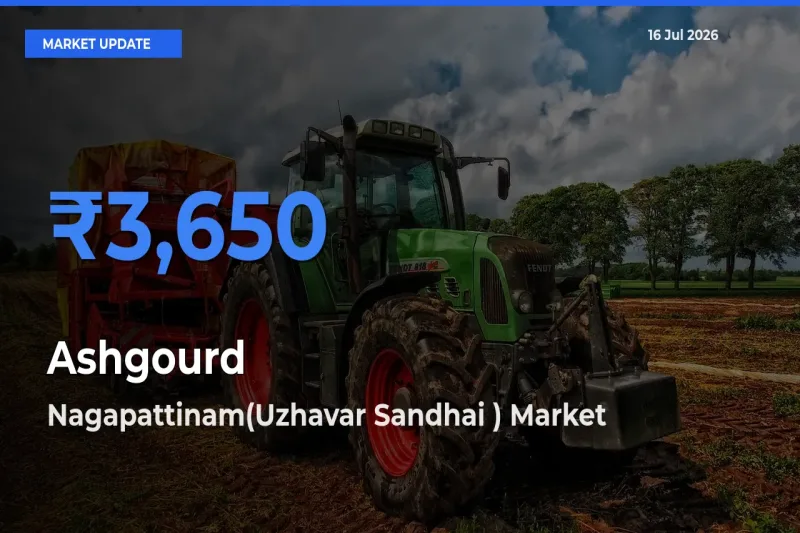 Nagapattinam(Uzhavar Sandhai ) Leads as Top Mandi for Ashgourd Prices