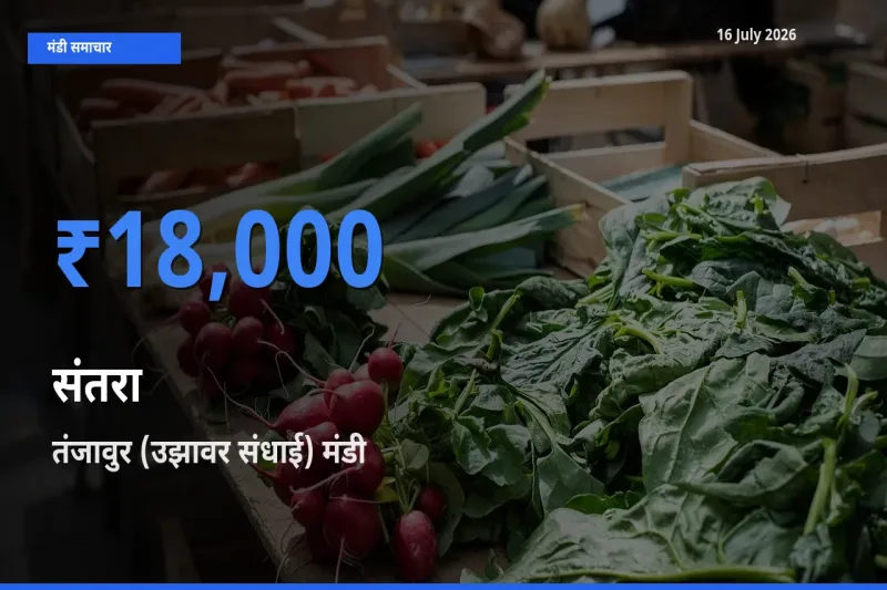 टॉप मंडी बना तंजावुर (उझावर संधाई)! संतरा के सबसे ऊँचे दाम यहीं दर्ज