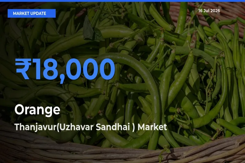 Top Performer! Thanjavur(Uzhavar Sandhai ) Offers Best Orange Price Today