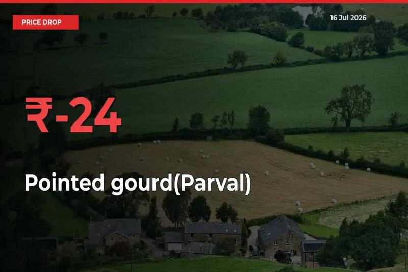 23.68% Drop in Pointed gourd(Parval) Prices – Mandi Sees Sudden Fall