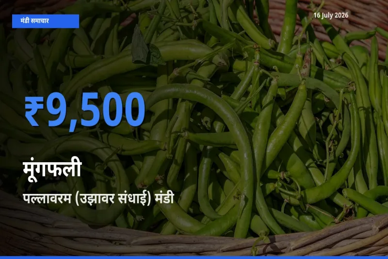 आज मूंगफली के सबसे ऊँचे दाम ₹9,500 पल्लावरम (उझावर संधाई) मंडी में