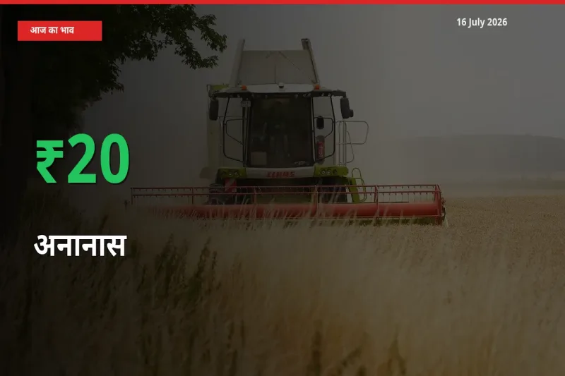 बाज़ार संकेत: अनानास के भाव मंडी में 20.09% ऊपर