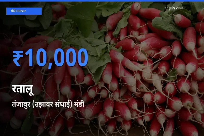 आज रतालू के सबसे ऊँचे दाम ₹10,000 तंजावुर (उझावर संधाई) मंडी में