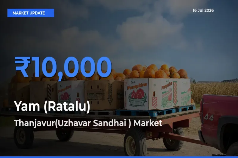 Thanjavur(Uzhavar Sandhai ) Tops Yam (Ratalu) Rates – July 16 Market Update