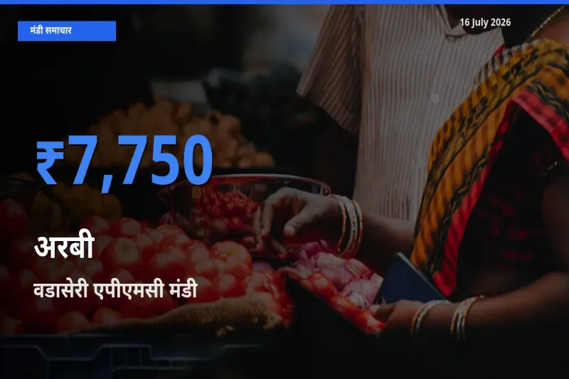 वडासेरी एपीएमसी मंडी में आज अरबी के सबसे ऊँचे दाम दर्ज