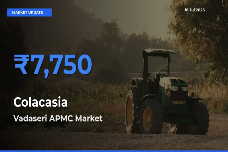 Top Performer! Vadaseri APMC Offers Best Colacasia Price Today