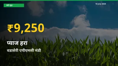 16 July अपडेट: वडासेरी एपीएमसी में प्याज हरा के दाम रिकॉर्ड स्तर पर