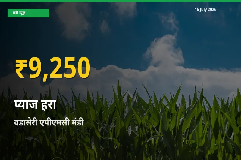 16 July अपडेट: वडासेरी एपीएमसी में प्याज हरा के दाम रिकॉर्ड स्तर पर