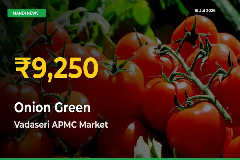 Onion Green Prices Soar to Record High in Vadaseri APMC – Farmers Alert Today
