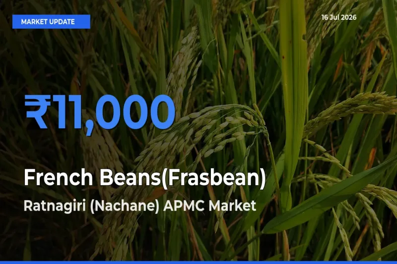French Beans(Frasbean) Mandi Rate Today: Ratnagiri (Nachane) APMC Tops the List