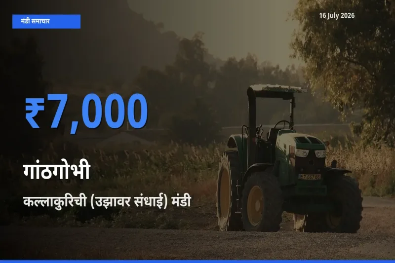 आज गांठगोभी के सबसे ऊँचे दाम ₹7,000 कल्लाकुरिची (उझावर संधाई) मंडी में