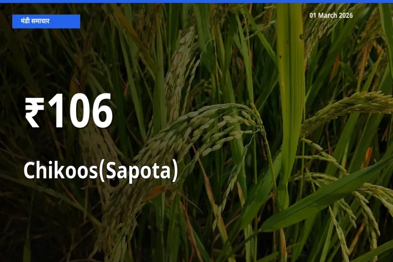 Chikoos(Sapota) के दाम 106+ मंडियों में बदले, बाज़ार का रुझान स्पष्ट