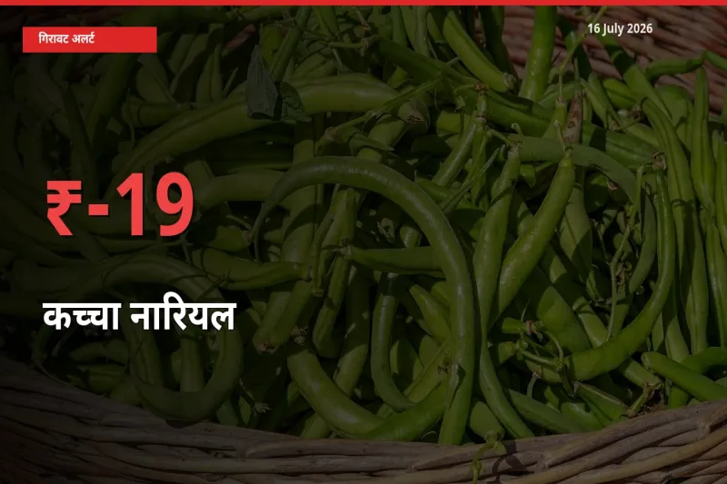 स्थानीय मंडी में कच्चा नारियल के दाम अचानक 18.67% गिरे, किसानों की चिंता बढ़ी