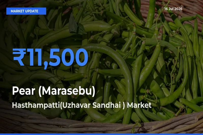 Hasthampatti(Uzhavar Sandhai ) Tops Pear (Marasebu) Rates – July 16 Market Update