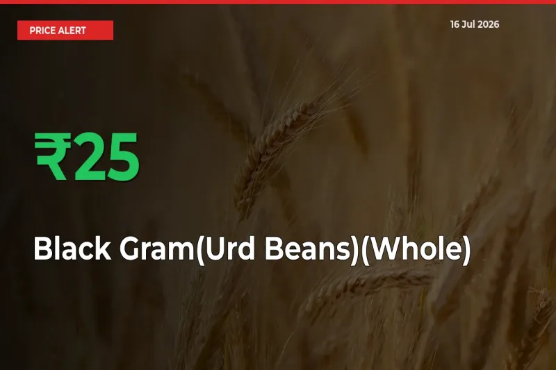 This Mandi Records 24.85% Jump in Black Gram(Urd Beans)(Whole) Prices