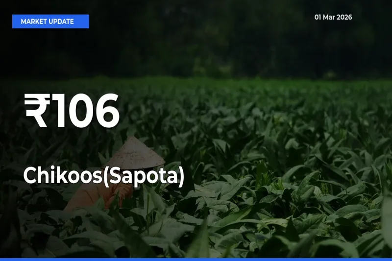 Chikoos(Sapota) Prices Trend Across 106+ Mandis – Market Direction Turns Clear