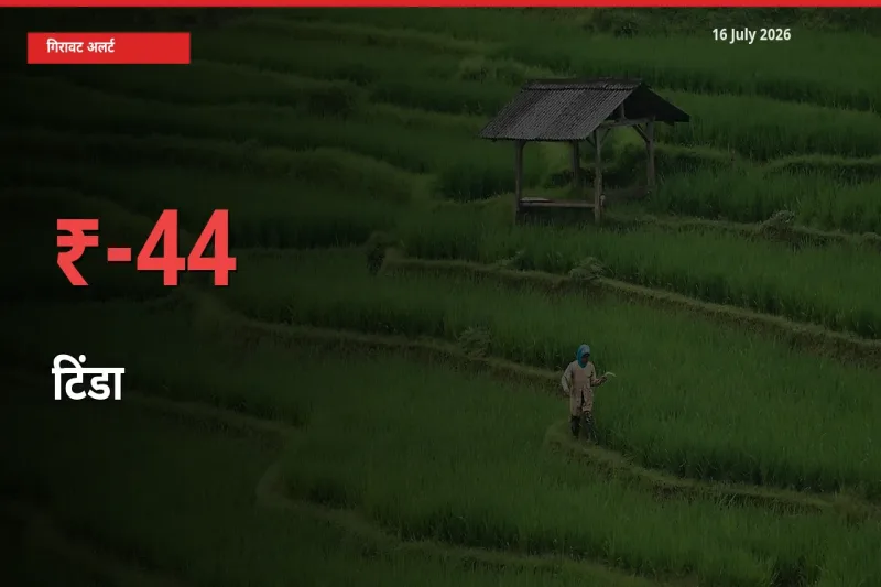 किसानों की चिंता बढ़ी! स्थानीय मंडी में टिंडा 44.43% गिरा