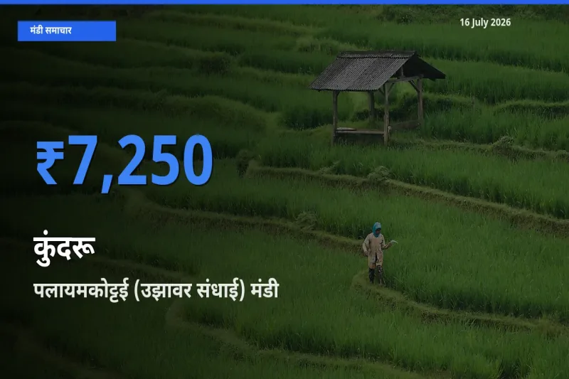 बाज़ार संकेत: पलायमकोट्टई (उझावर संधाई) बना कुंदरू के लिए आज की टॉप मंडी