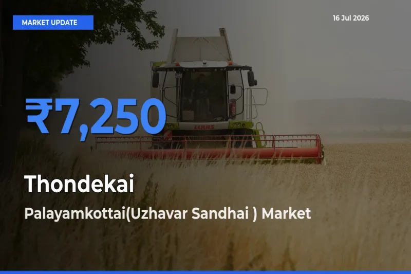 Top Performer! Palayamkottai(Uzhavar Sandhai ) Offers Best Thondekai Price Today