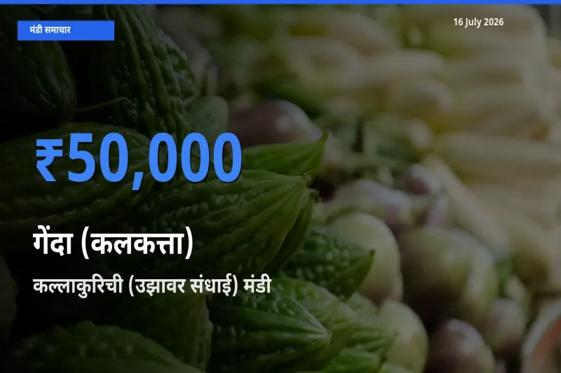 टॉप मंडी बना कल्लाकुरिची (उझावर संधाई)! गेंदा (कलकत्ता) के सबसे ऊँचे दाम यहीं दर्ज