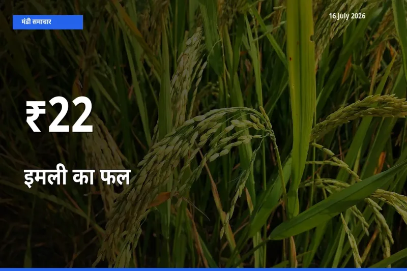 इमली का फल का ट्रेंड कई मंडियों में साफ