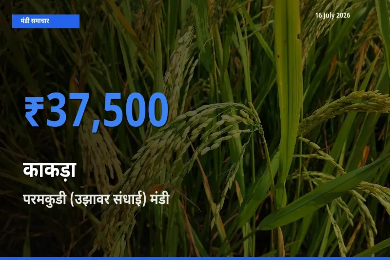 परमकुडी (उझावर संधाई) मंडी में काकड़ा ₹37,500 पर पहुँचा – आज का सर्वोच्च भाव