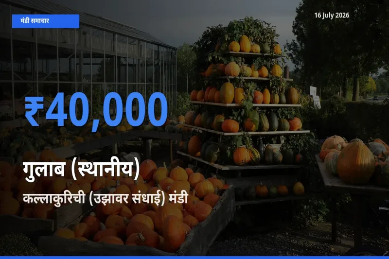 किसानों की पसंद बना कल्लाकुरिची (उझावर संधाई), गुलाब (स्थानीय) के सबसे अच्छे दाम
