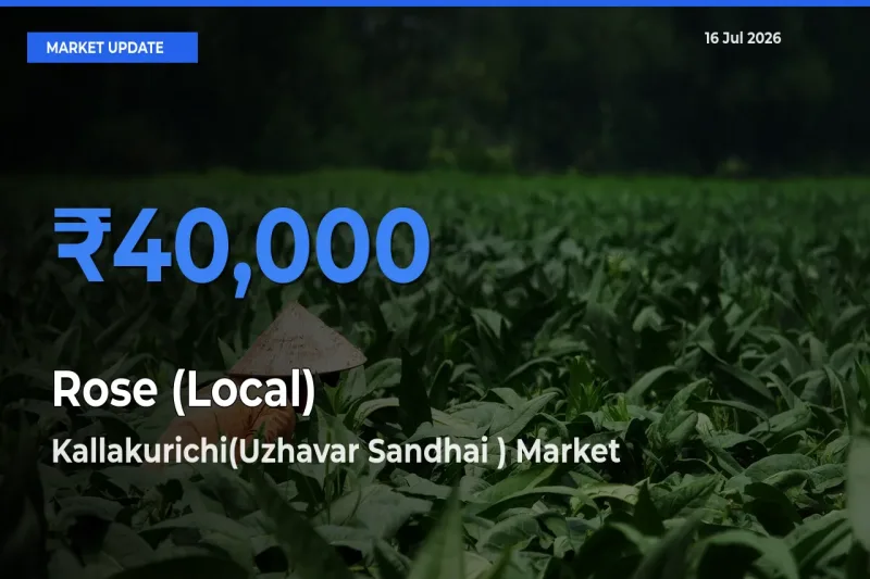 Kallakurichi(Uzhavar Sandhai ) Tops Rose (Local) Mandi Rates Today
