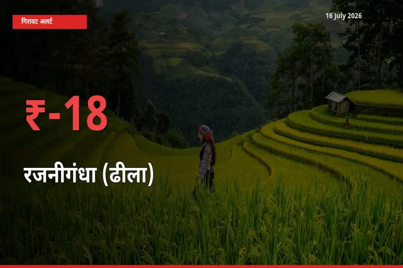 किसानों की चिंता बढ़ी! स्थानीय मंडी में रजनीगंधा (ढीला) 18.33% गिरा