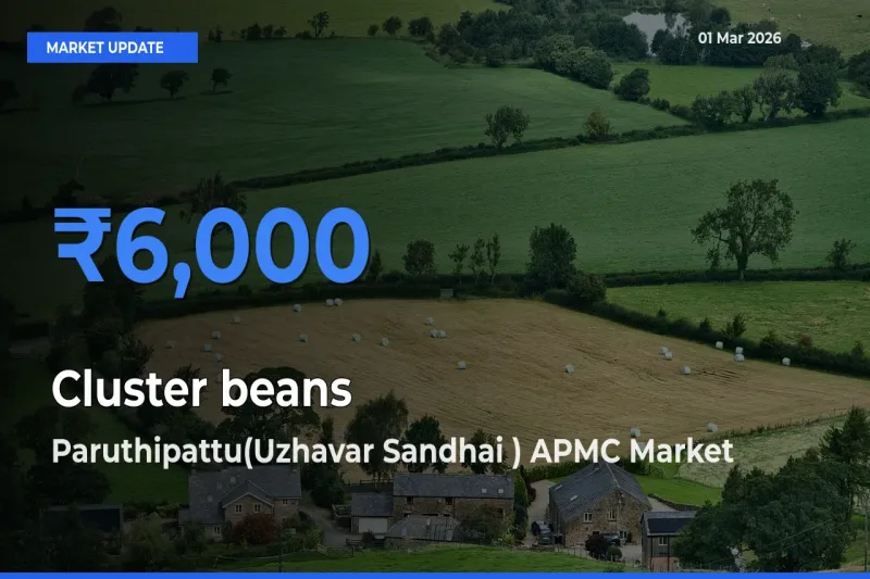 Paruthipattu(Uzhavar Sandhai ) APMC Leads as Top Mandi for Cluster beans Prices