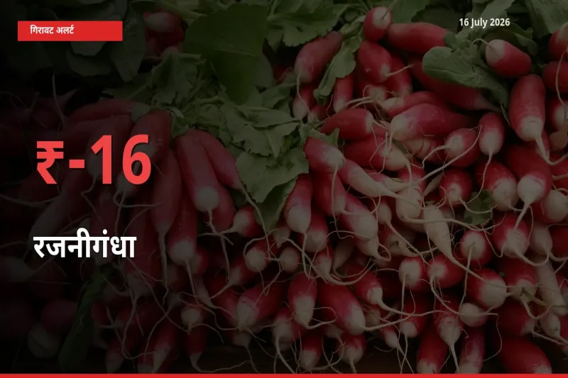 आज का मंडी भाव: रजनीगंधा के दाम मंडी में 15.75% नीचे