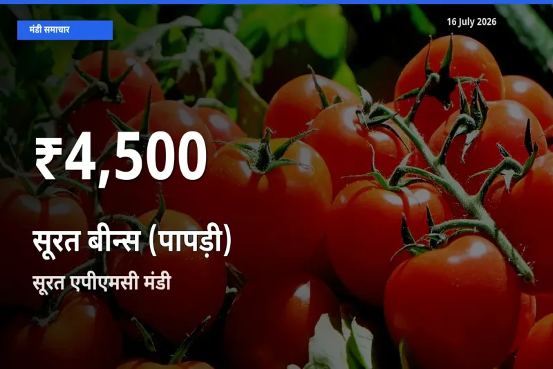सूरत बीन्स (पापड़ी) के दाम 30 दिनों के सबसे निचले स्तर पर, सूरत एपीएमसी