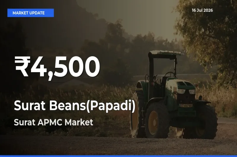 Sharp Fall! Surat Beans(Papadi) Prices Drop to 30-Day Low in Surat APMC