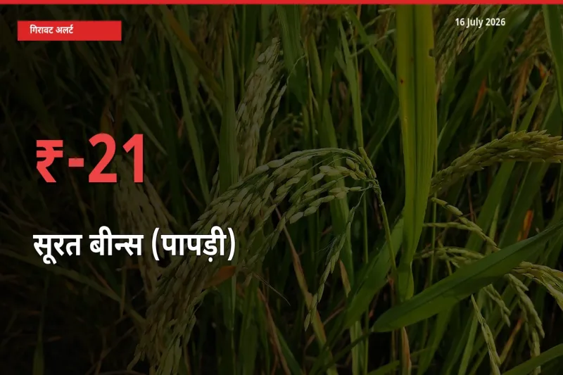 16 July अपडेट: सूरत बीन्स (पापड़ी) के दाम मंडी में 20.83% गिरे