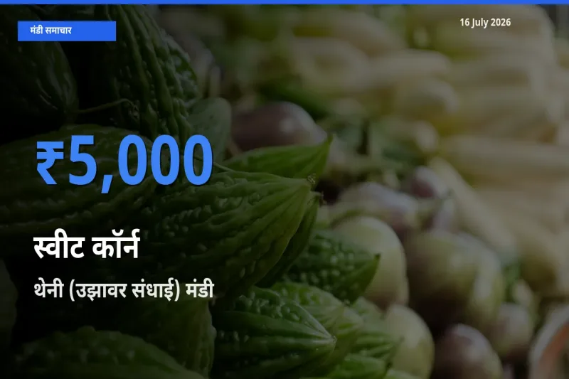 थेनी (उझावर संधाई) मंडी में आज स्वीट कॉर्न के सबसे ऊँचे दाम दर्ज