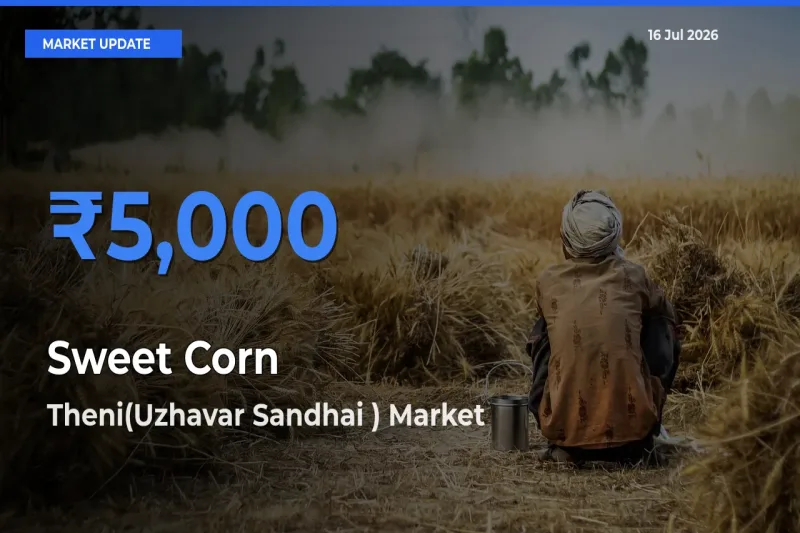 Theni(Uzhavar Sandhai ) Tops Sweet Corn  Rates – July 16 Market Update