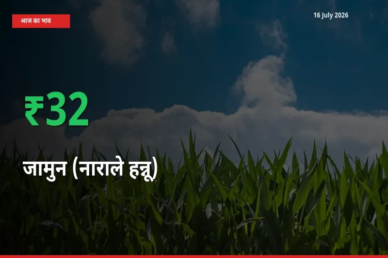 अचानक तेजी! मंडी में जामुन (नाराले हन्नू) के दाम 32.13% चढ़े