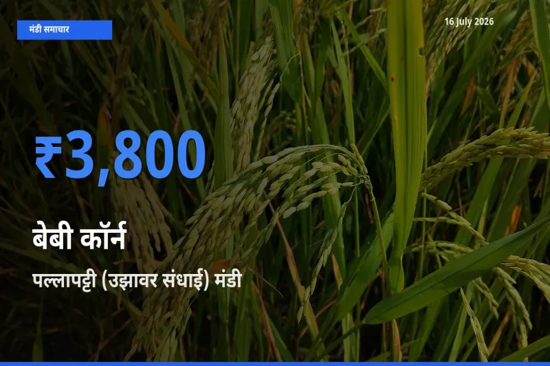 आज का मंडी भाव: बेबी कॉर्न के सबसे ज़्यादा दाम पल्लापट्टी (उझावर संधाई) में
