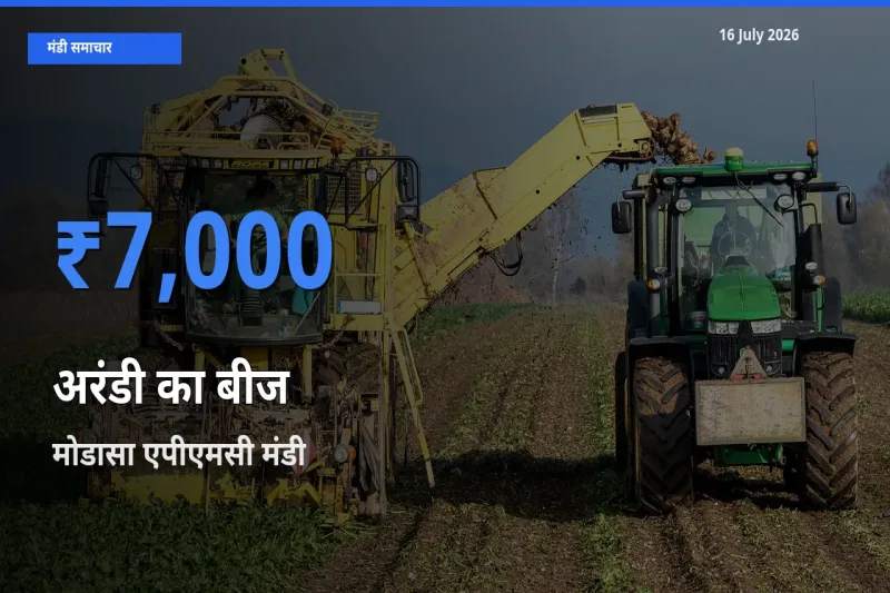 मोडासा एपीएमसी मंडी में आज अरंडी का बीज के सबसे ऊँचे दाम दर्ज