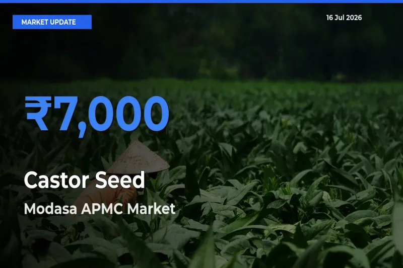 Modasa APMC Emerges as Top Mandi for Castor Seed Prices Today