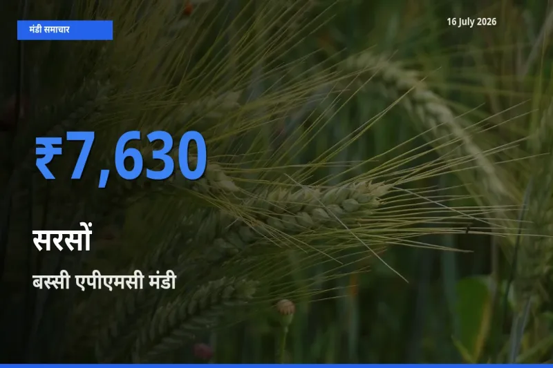 बस्सी एपीएमसी में सरसों का आज सबसे ऊँचा भाव