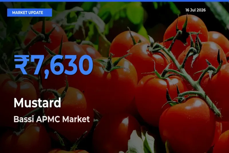 Farmers Prefer Bassi APMC as Mustard Hits Highest Rate