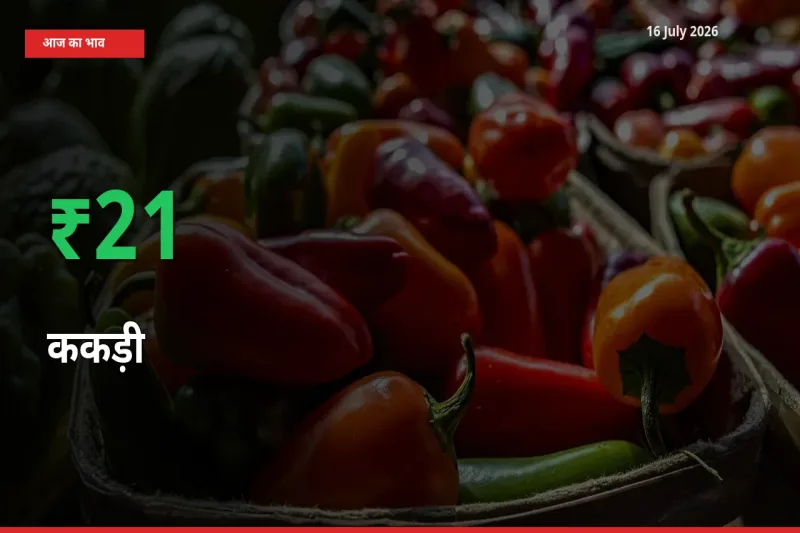 अचानक तेजी! मंडी में ककड़ी के दाम 21.04% चढ़े