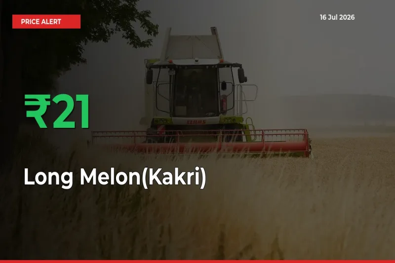 Sharp Jump! Long Melon(Kakri) Prices Climb 21.04% in 24 Hours at Key Mandis