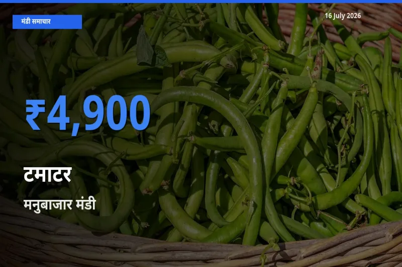 मनुबाजार मंडी में टमाटर ₹4,900 पर पहुँचा – आज का सर्वोच्च भाव