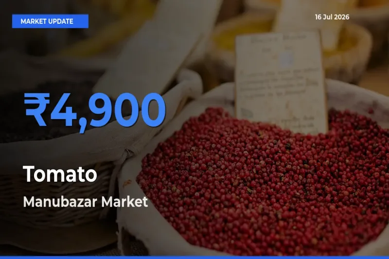 Market Watch: Manubazar Becomes Top Mandi for Tomato