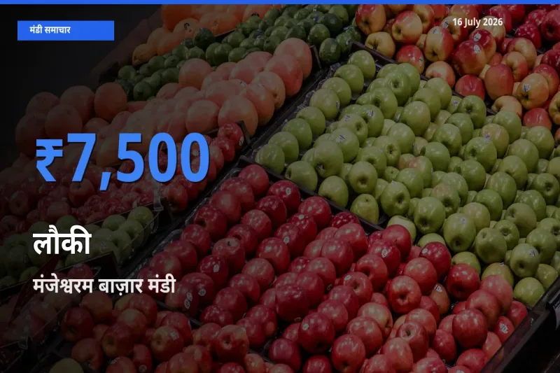 16 July अपडेट: लौकी के सबसे ऊँचे दाम मंजेश्वरम बाज़ार मंडी में