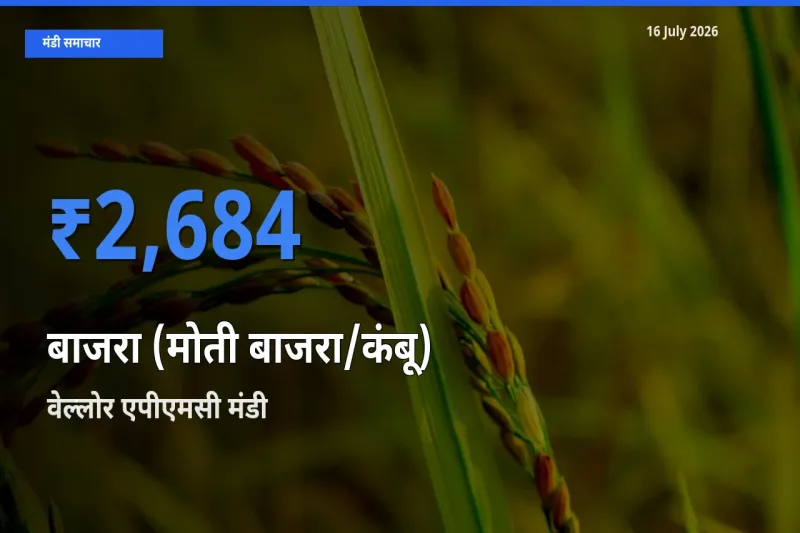 16 July अपडेट: बाजरा (मोती बाजरा/कंबू) के सबसे ऊँचे दाम वेल्लोर एपीएमसी मंडी में